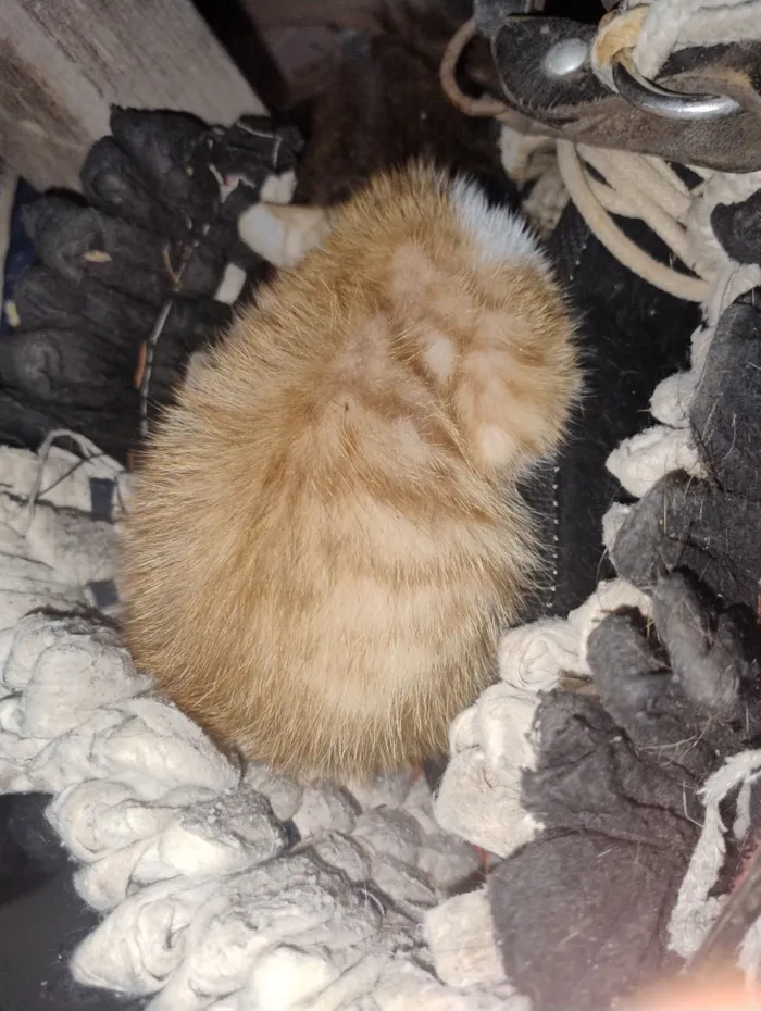 Gato raça SRD-ViraLata idade 2 a 6 meses nome N tem 