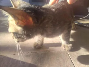 Gato raça SRD-ViraLata idade 2 a 6 meses nome N tem