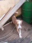 Cachorro raça SRD-ViraLata idade 1 ano nome Atende pelo nome caramelo