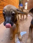 Cachorro raça SRD-ViraLata idade 2 a 6 meses nome Estrelas