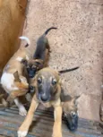Cachorro raça SRD-ViraLata idade 2 a 6 meses nome Estrelas