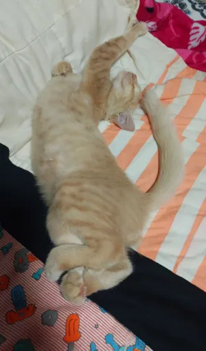 Gato raça SRD-ViraLata idade 2 a 6 meses nome Shiva