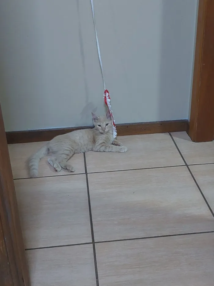 Gato raça SRD-ViraLata idade 2 a 6 meses nome Shiva