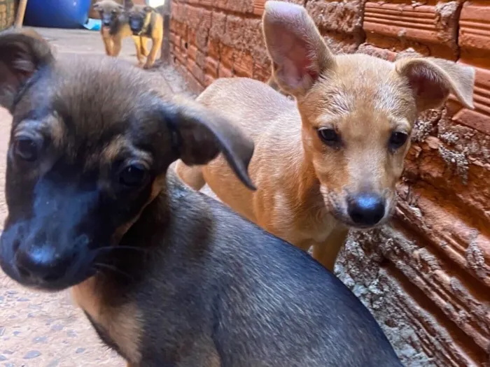 Cachorro raça SRD-ViraLata idade 2 a 6 meses nome Estrelas