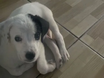 Cachorro raça SRD-ViraLata idade 2 a 6 meses nome Branca 