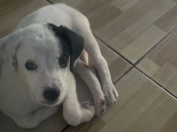 Cachorro raça SRD-ViraLata idade 2 a 6 meses nome Branca 