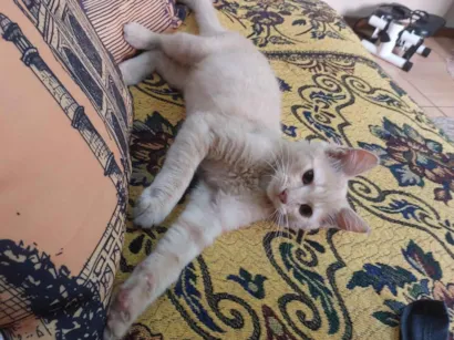 Gato raça SRD-ViraLata idade 2 a 6 meses nome Shiva