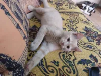 Gato raça SRD-ViraLata idade 2 a 6 meses nome Shiva