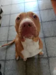 Cachorro raça SRD-ViraLata idade Abaixo de 2 meses nome Sem nomes 