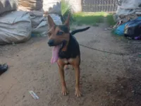 Cachorro raça SRD-ViraLata idade 1 ano nome Marley