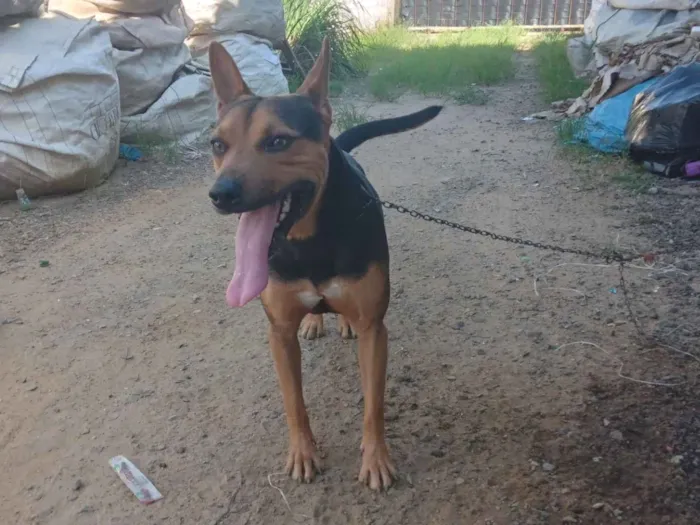 Cachorro raça SRD-ViraLata idade 1 ano nome Marley