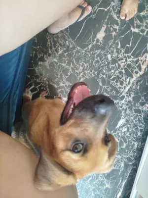 Cachorro raça SRD-ViraLata idade 2 a 6 meses nome Vitor Roque 