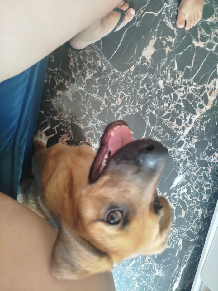 Cachorro raça SRD-ViraLata idade 2 a 6 meses nome Vitor Roque 