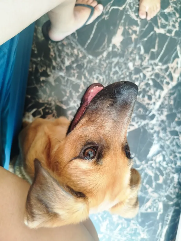 Cachorro raça SRD-ViraLata idade 2 a 6 meses nome Vitor Roque 