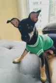 Filhote de pinscher - macho
