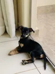 Filhote de pinscher - macho