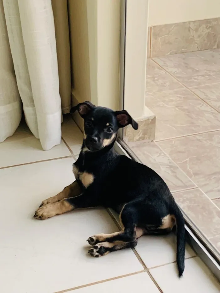 Cachorro raça Pinscher idade 2 a 6 meses nome Filhote de pinscher - macho
