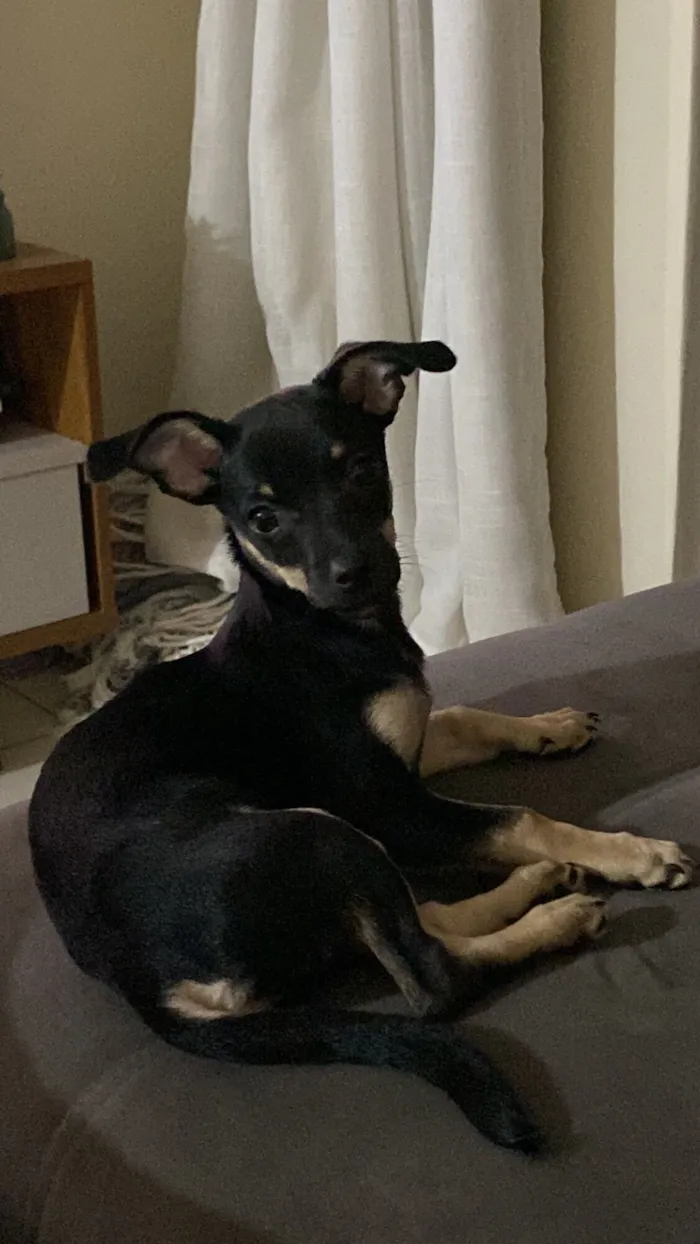 Cachorro raça Pinscher idade 2 a 6 meses nome Filhote de pinscher - macho
