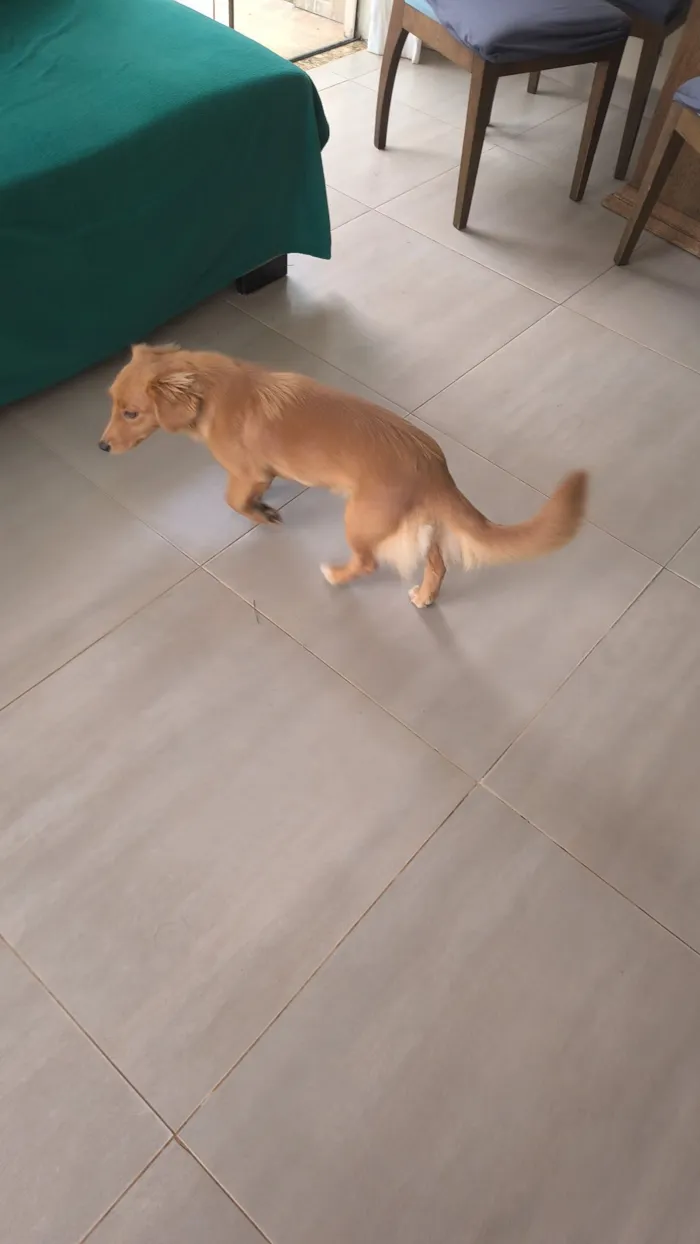 Cachorro raça SRD-ViraLata idade 7 a 11 meses nome Ana Paula Reis