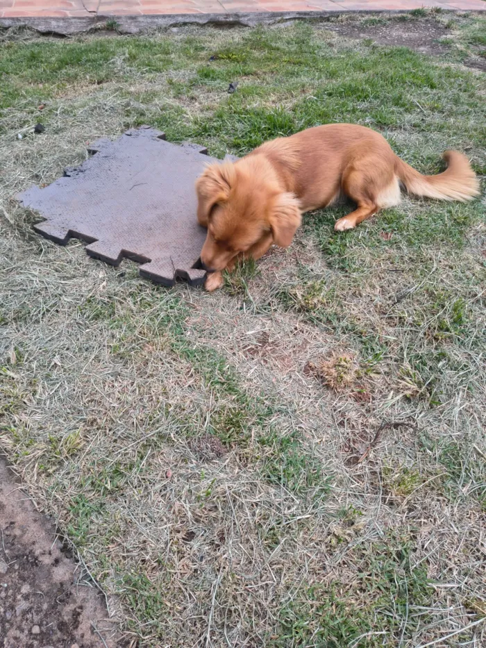 Cachorro raça SRD-ViraLata idade 7 a 11 meses nome Ana Paula Reis