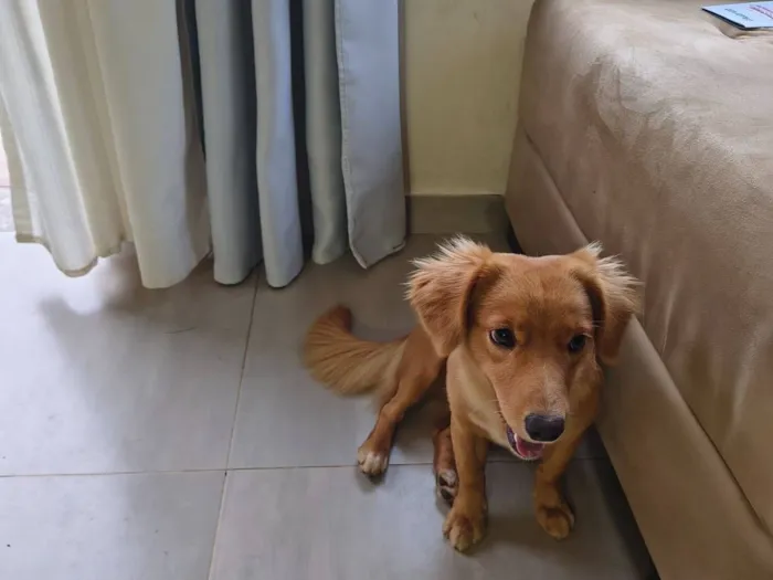 Cachorro raça SRD-ViraLata idade 7 a 11 meses nome Ana Paula Reis