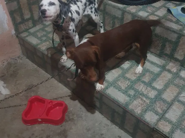 Cachorro raça Basset-Cofap idade 1 ano nome belinha 