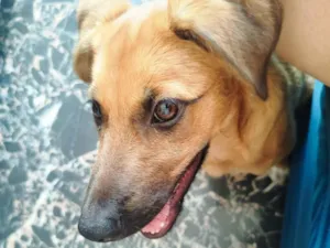 Cachorro raça SRD-ViraLata idade 2 a 6 meses nome Vitor Roque 