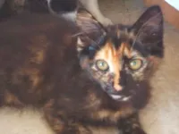 Gato raça SRD-ViraLata idade 7 a 11 meses nome lua e mimi