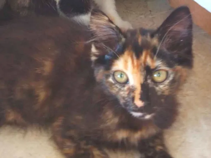 Gato raça SRD-ViraLata idade 7 a 11 meses nome lua e mimi