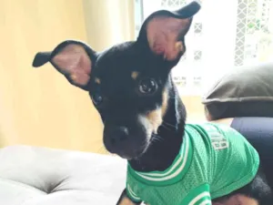 Cachorro raça Pinscher idade 2 a 6 meses nome Filhote de pinscher - macho