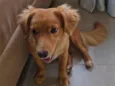 Cachorro raça SRD-ViraLata idade 7 a 11 meses nome Ana Paula Reis
