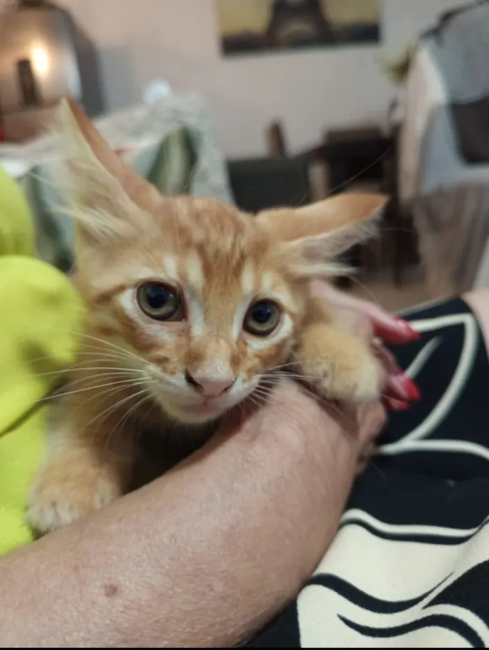 Gato raça SRD-ViraLata idade 2 a 6 meses nome Amarelinho