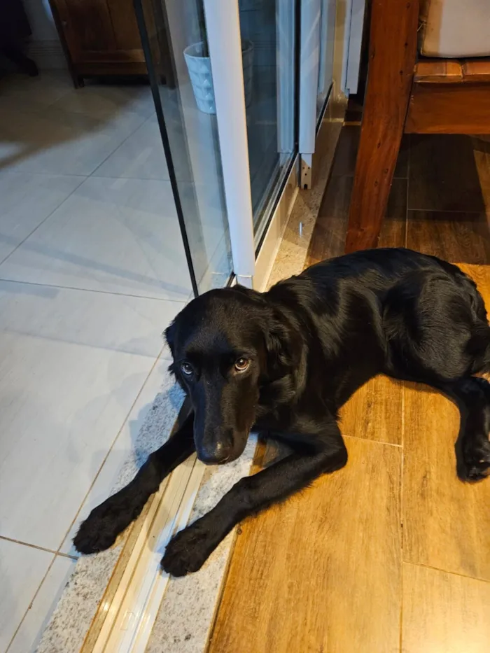 Cachorro raça SRD - GOLDEN idade 2 a 6 meses nome TIANA