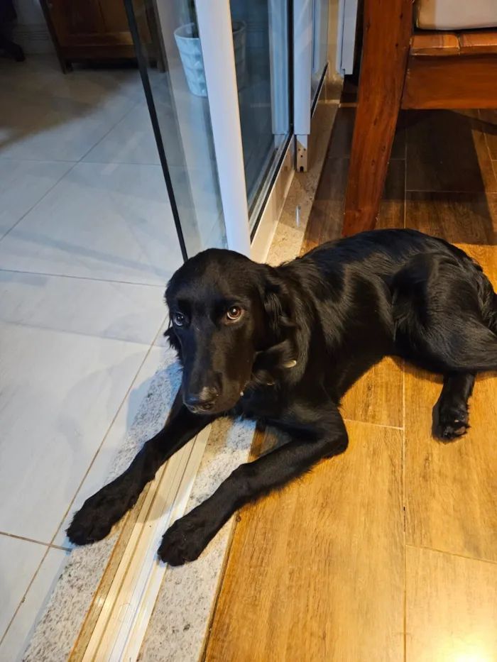 Cachorro raça SRD - GOLDEN idade 2 a 6 meses nome TIANA