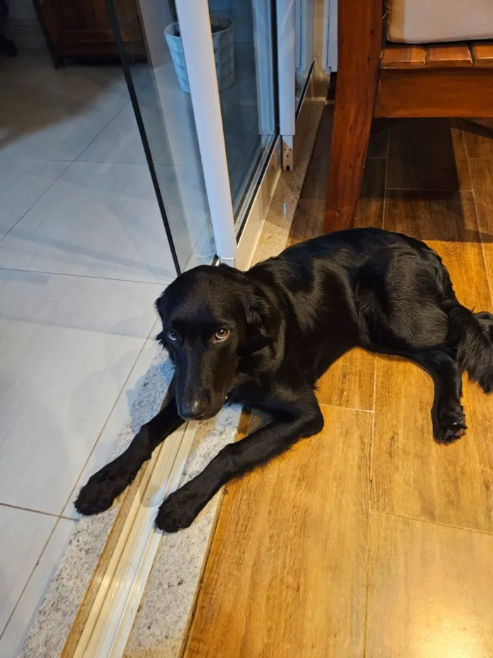 Cachorro raça SRD - GOLDEN idade 2 a 6 meses nome TIANA