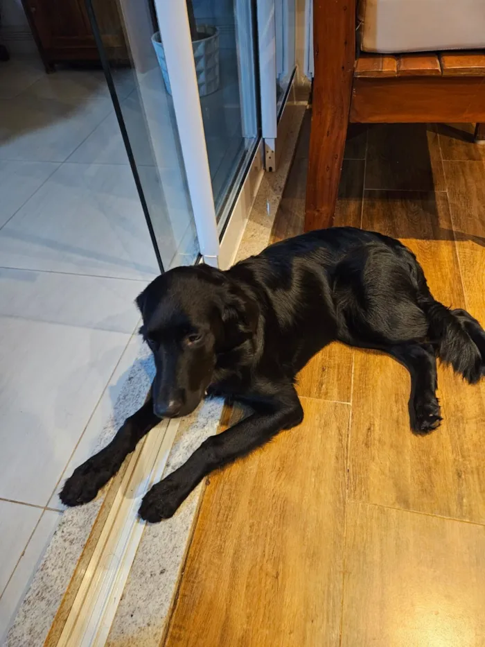 Cachorro raça SRD - GOLDEN idade 2 a 6 meses nome TIANA