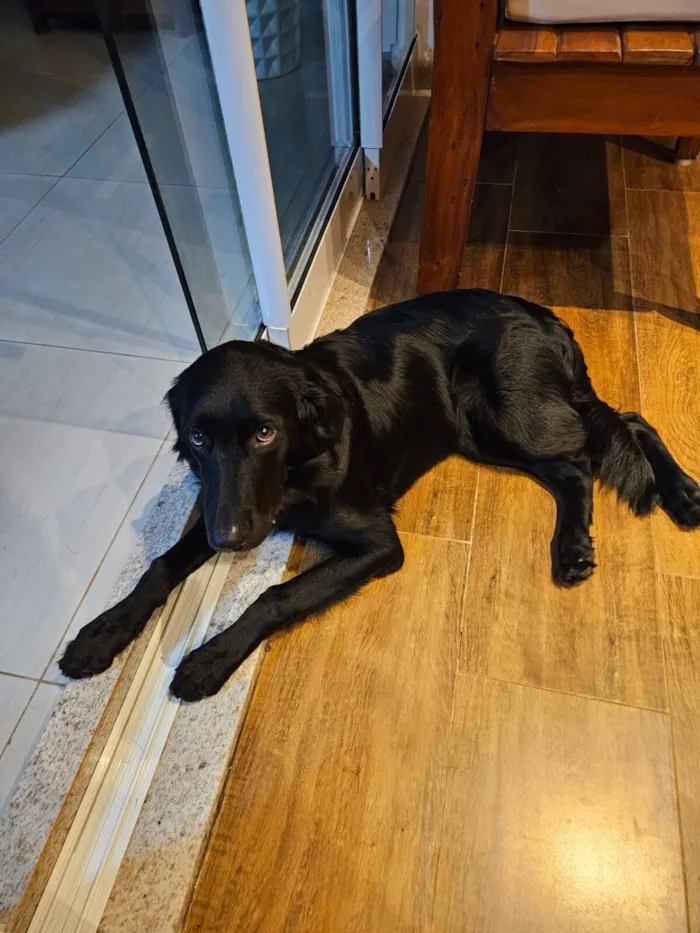 Cachorro raça SRD - GOLDEN idade 2 a 6 meses nome TIANA