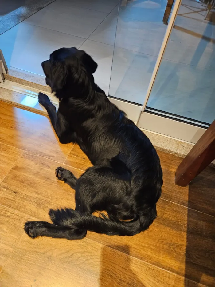 Cachorro raça SRD - GOLDEN idade 2 a 6 meses nome TIANA