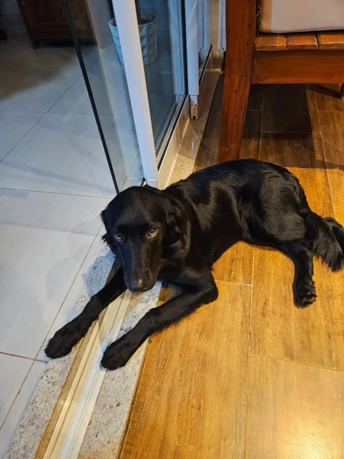 Cachorro raça SRD - GOLDEN idade 2 a 6 meses nome TIANA