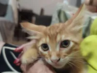 Gato raça SRD-ViraLata idade 2 a 6 meses nome Amarelinho