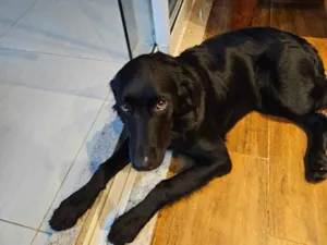 Cachorro raça SRD - GOLDEN idade 2 a 6 meses nome TIANA