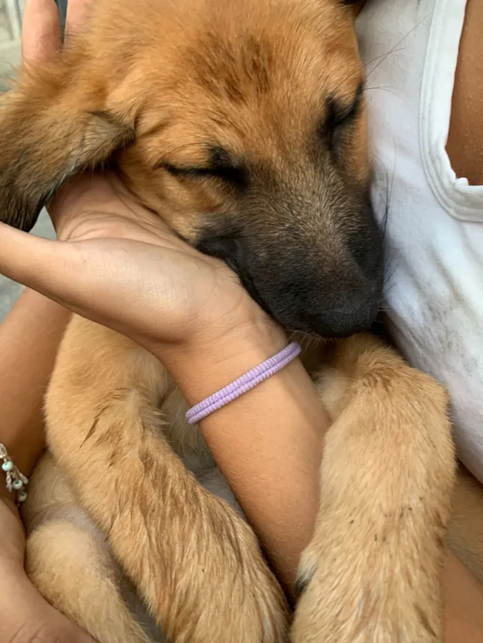 Cachorro raça SRD-ViraLata idade 2 a 6 meses nome Mia