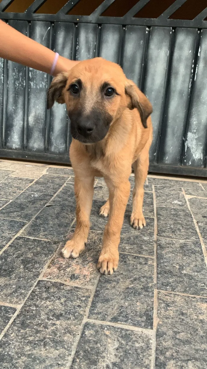 Cachorro raça SRD-ViraLata idade 2 a 6 meses nome Mia