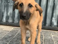 Cachorro raça SRD-ViraLata idade 2 a 6 meses nome Mia