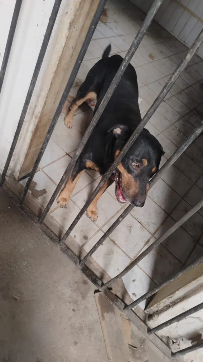 Cachorro raça SRD-ViraLata idade 5 anos nome betove 