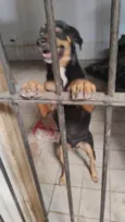 Cachorro raça SRD-ViraLata idade 5 anos nome betove 
