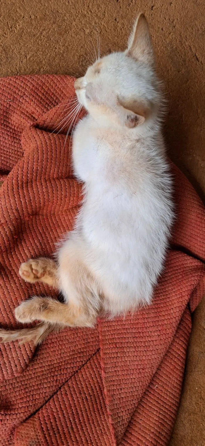 Gato raça SRD-ViraLata idade 2 a 6 meses nome Angela