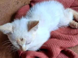 Gato raça SRD-ViraLata idade 2 a 6 meses nome Angela