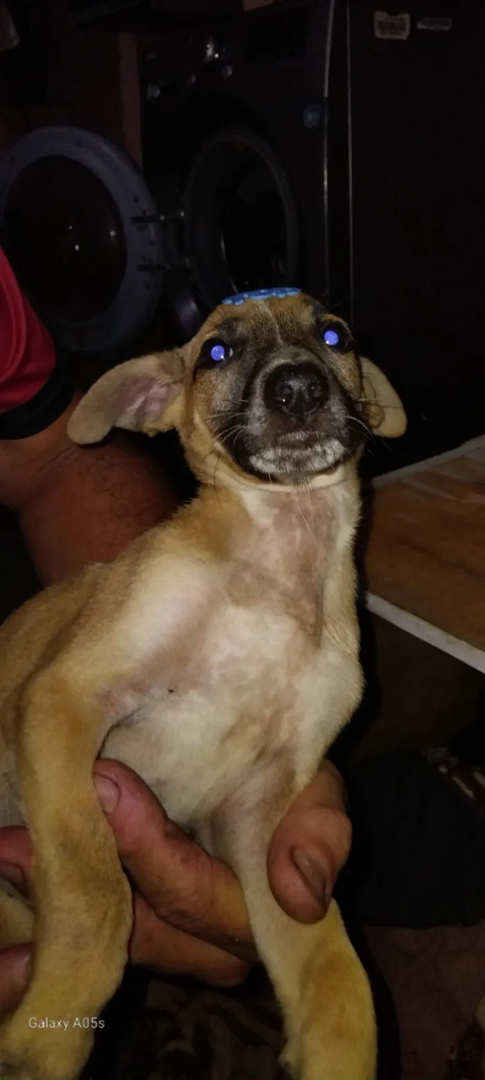 Cachorro raça SRD-ViraLata idade 2 a 6 meses nome Eliana 