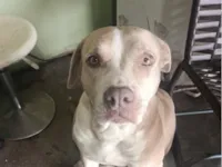 Cachorro raça Pit-Bull idade 6 ou mais anos nome Kiara